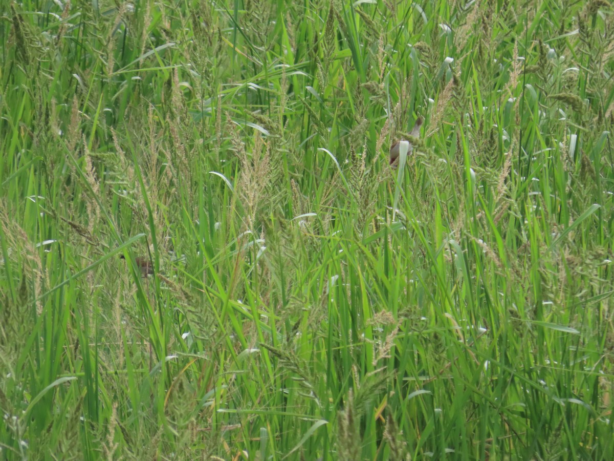 Scaly-breasted Munia - 韋勳 陳