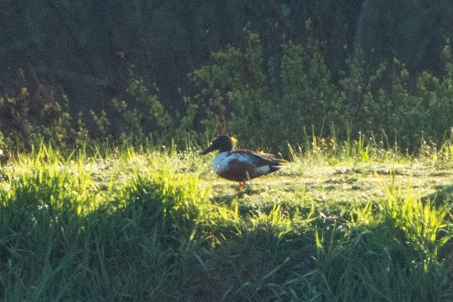 Northern Shoveler - Peter Lypkie