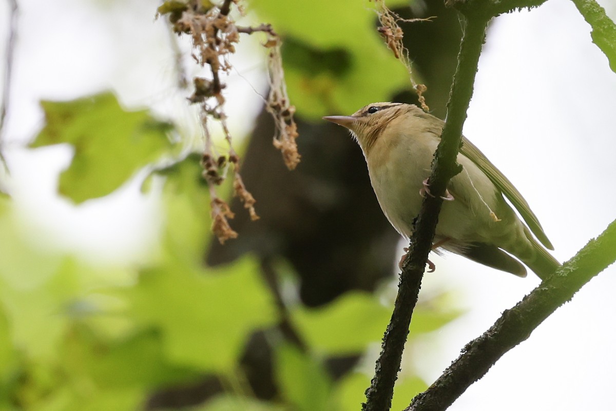 Worm-eating Warbler - Nathan Goldberg