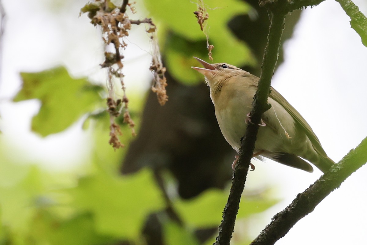 Worm-eating Warbler - Nathan Goldberg