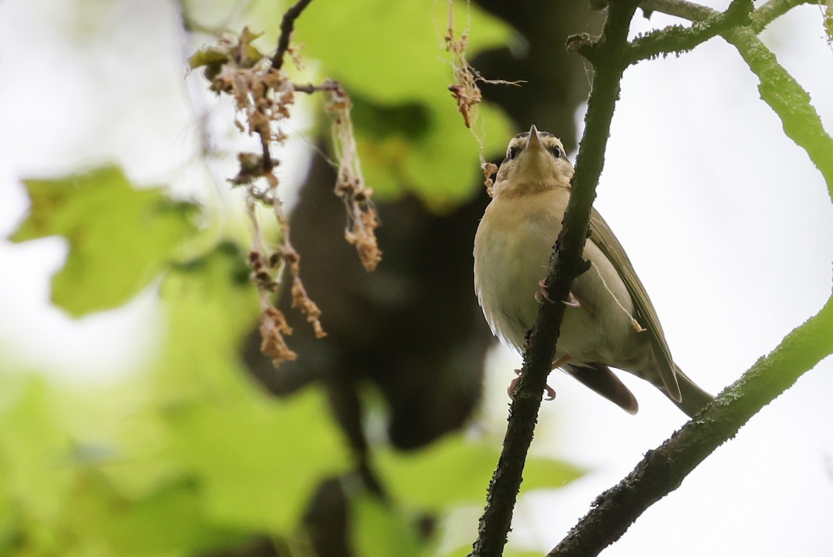 Worm-eating Warbler - Nathan Goldberg