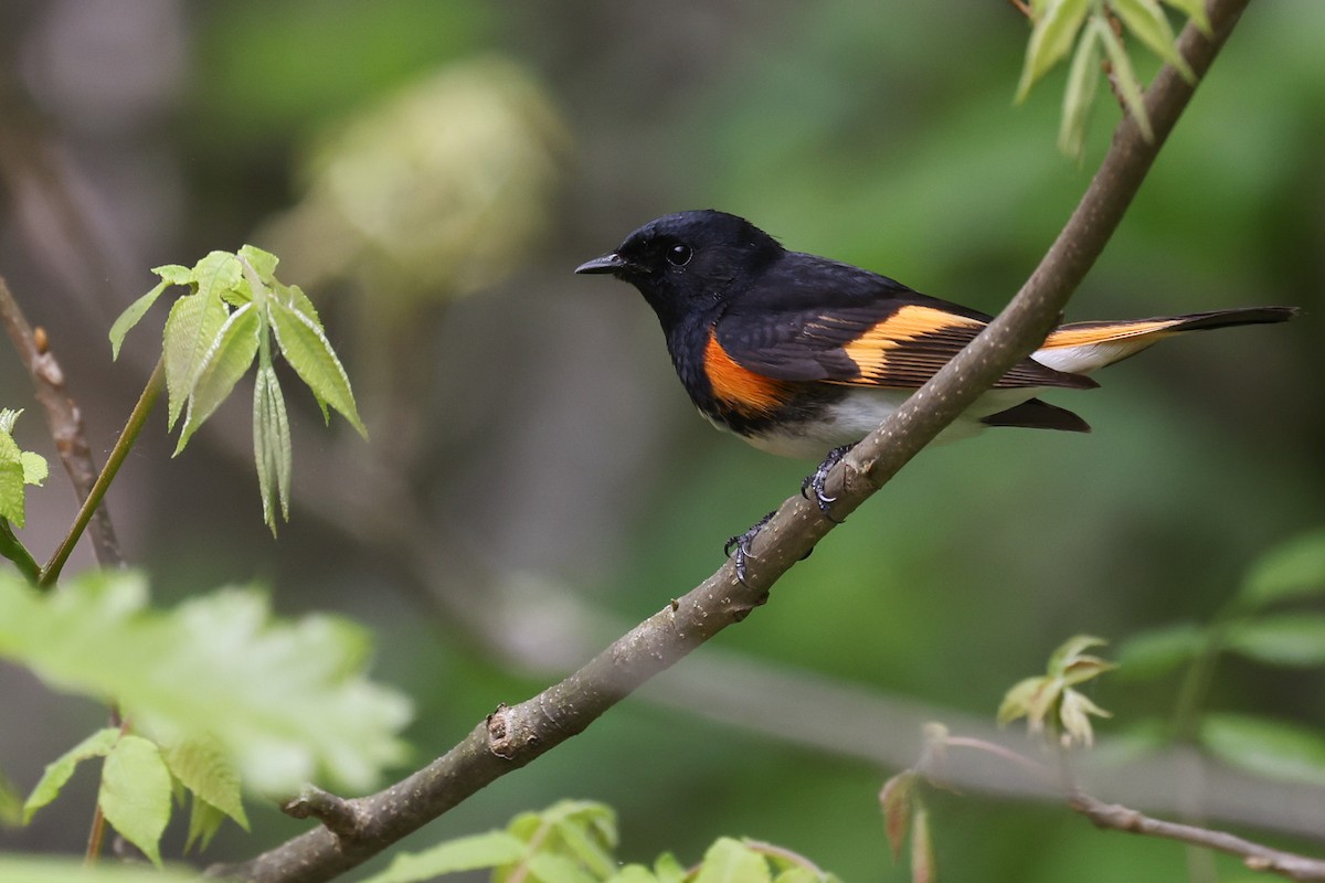 American Redstart - Nathan Goldberg