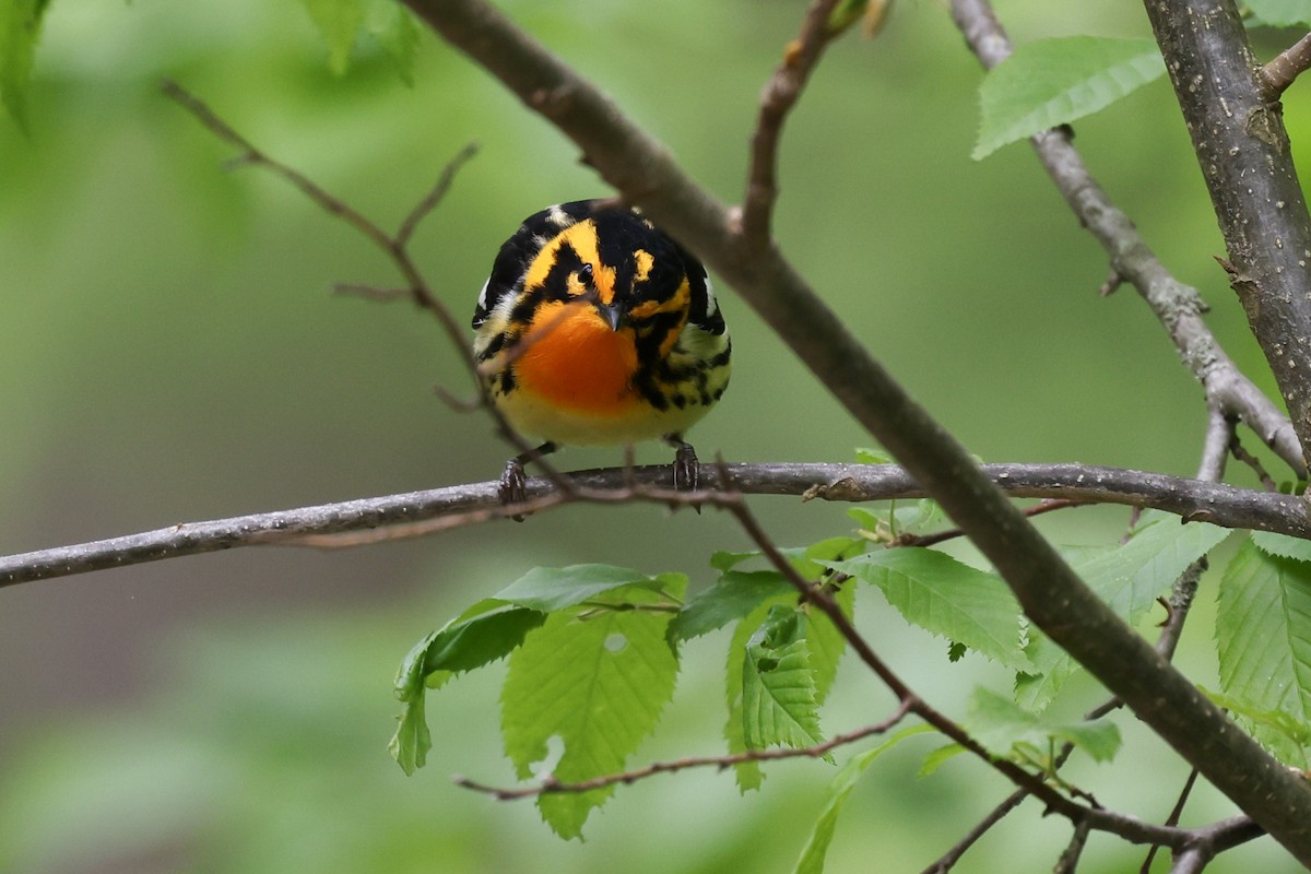 Blackburnian Warbler - Nathan Goldberg