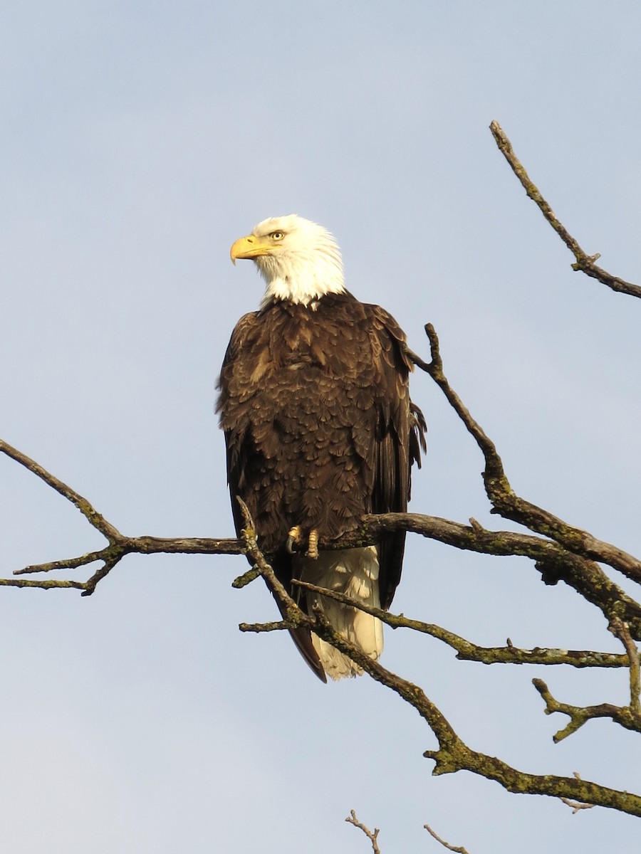 Bald Eagle - ML619177199