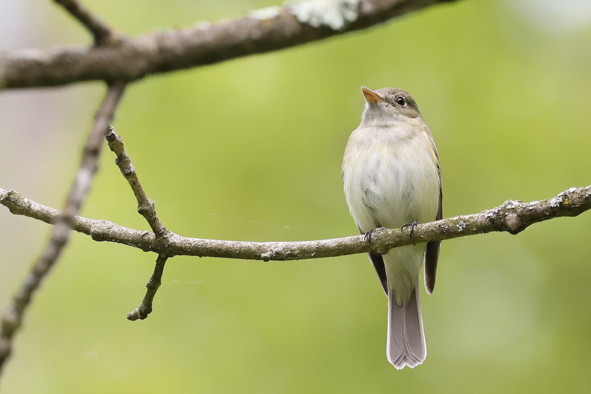 Acadian Flycatcher - Nathan Goldberg