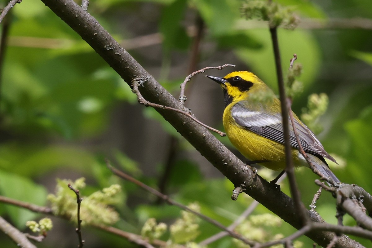 Lawrence's Warbler (hybrid) - Nathan Goldberg