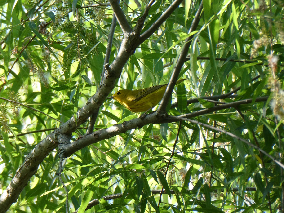 Yellow Warbler - Deborah Woody