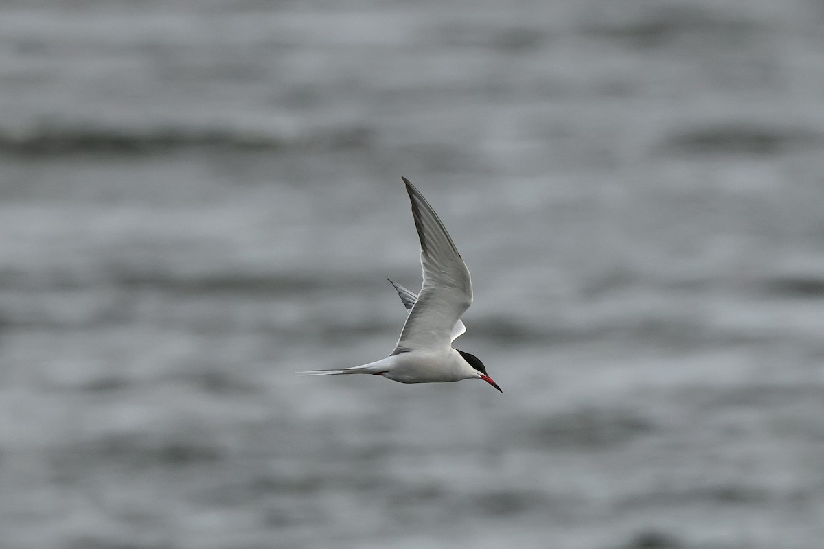 Common Tern - Seán Holland