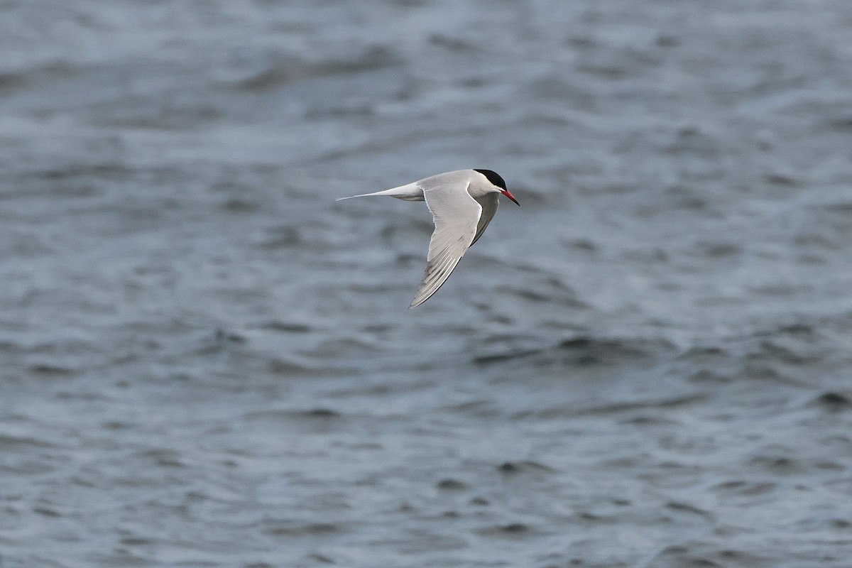 Common Tern - Seán Holland