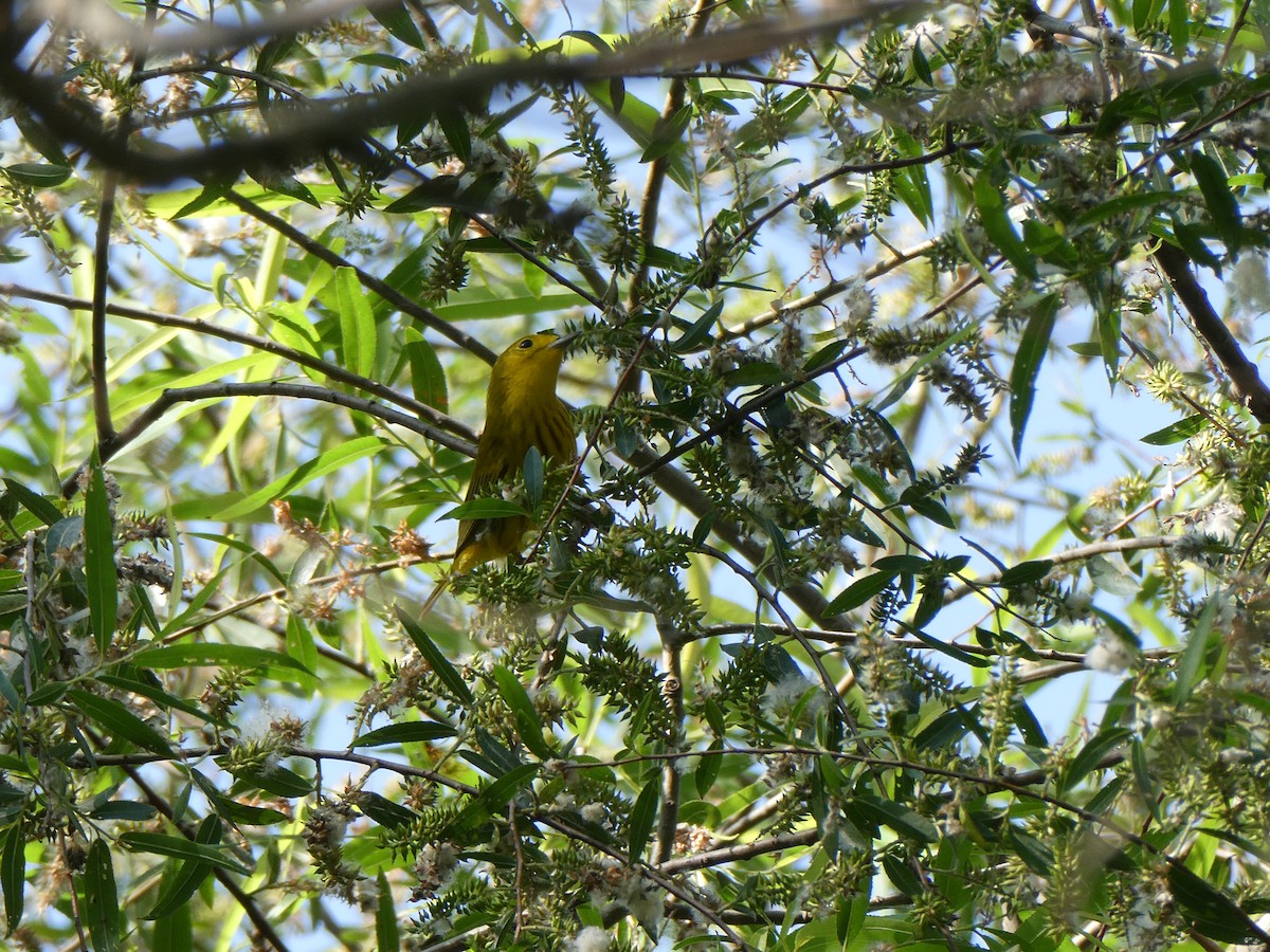 Yellow Warbler - Deborah Woody