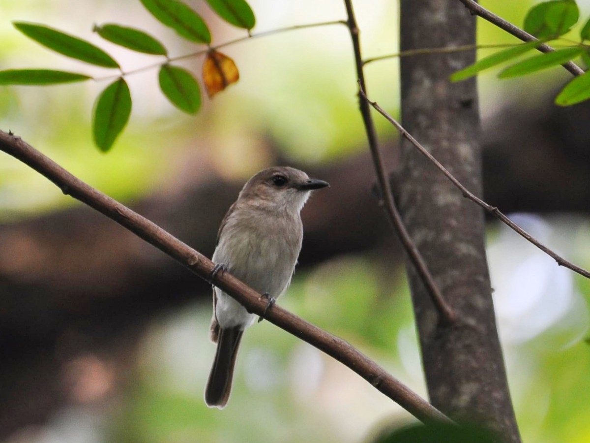 Mangrove Whistler - Yasin Chumaedi