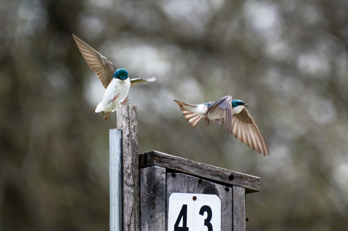 Tree Swallow - Anne-Marie Cousineau