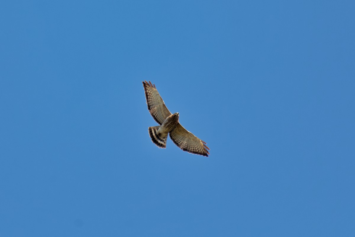 Broad-winged Hawk - ML619177290