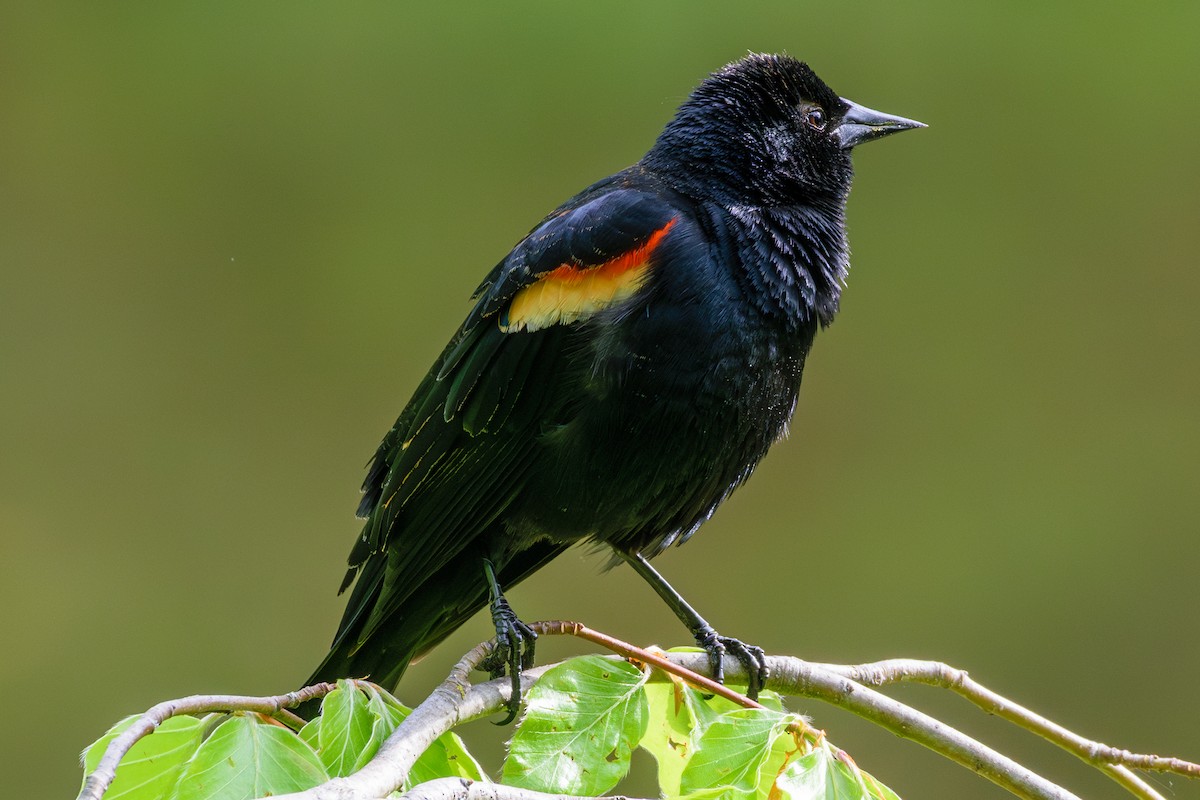 Red-winged Blackbird - ML619177295