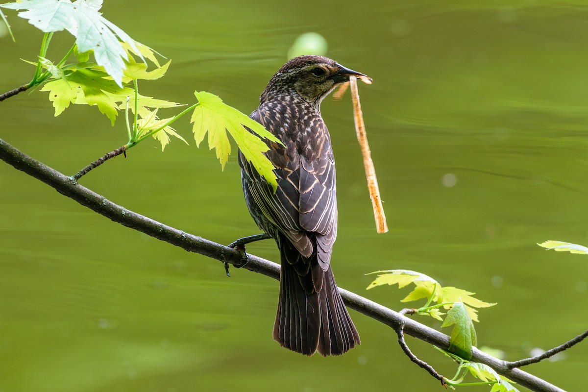 Red-winged Blackbird - ML619177299