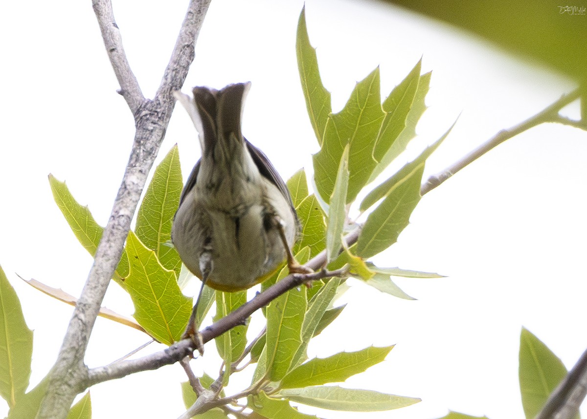 Crescent-chested Warbler - Darlene J McNeil