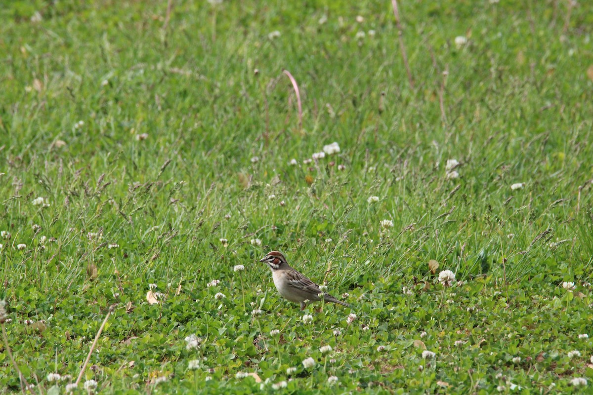 Lark Sparrow - ML619177337