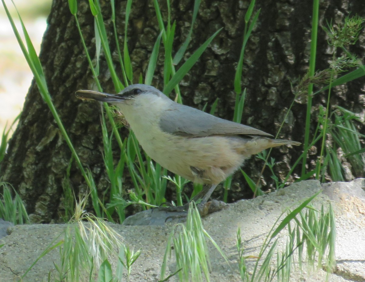 Western Rock Nuthatch - ML619177338
