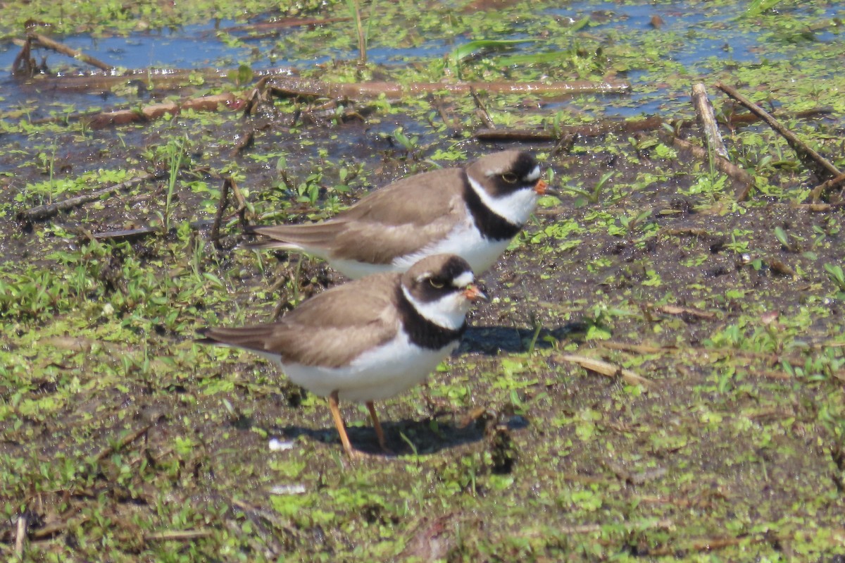Semipalmated Plover - ML619177341