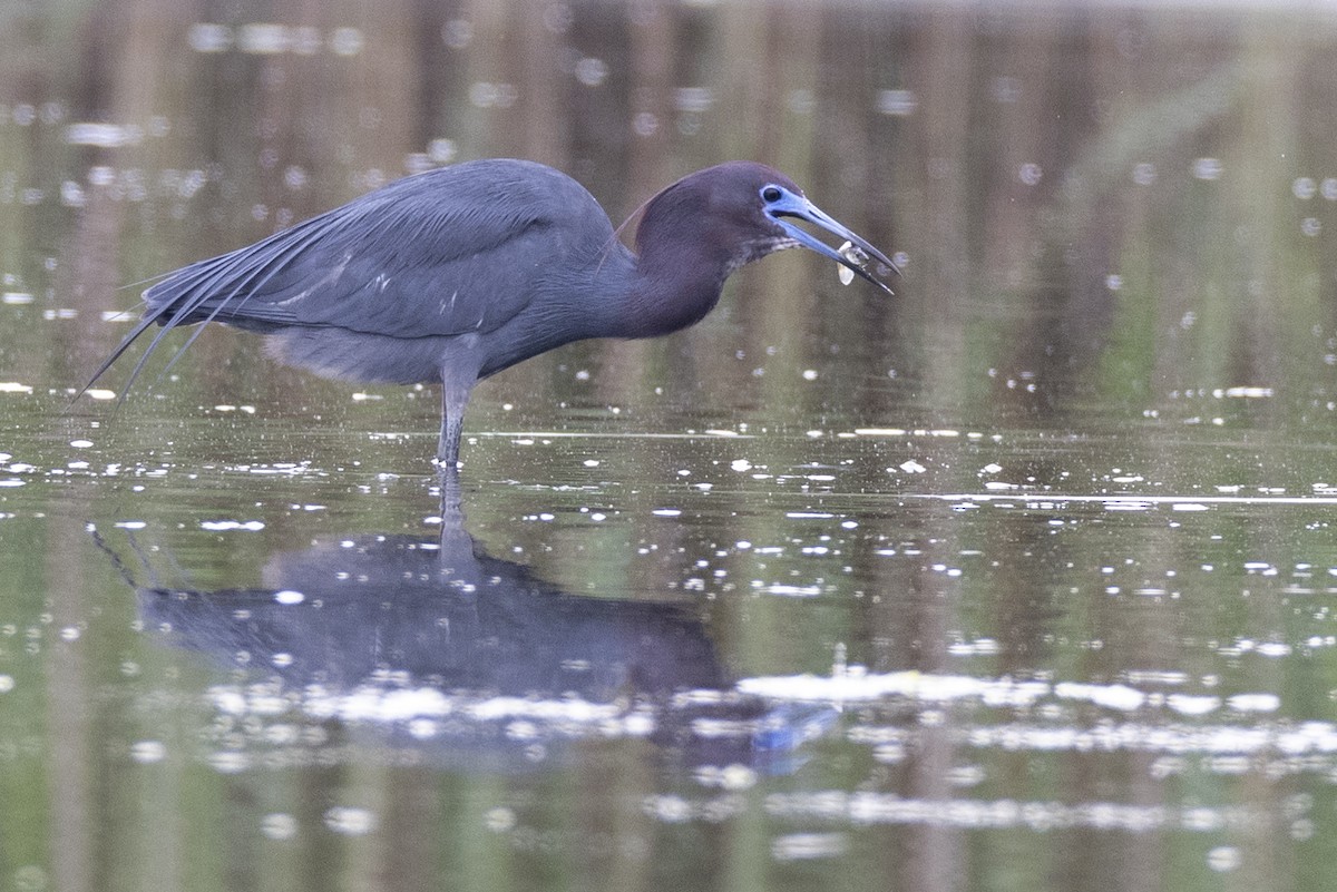 Little Blue Heron - Michael Stubblefield