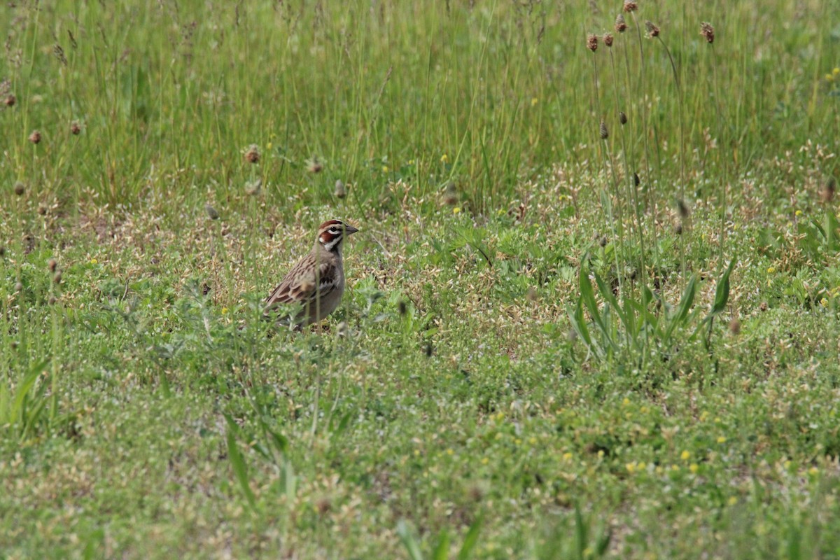 Lark Sparrow - ML619177369