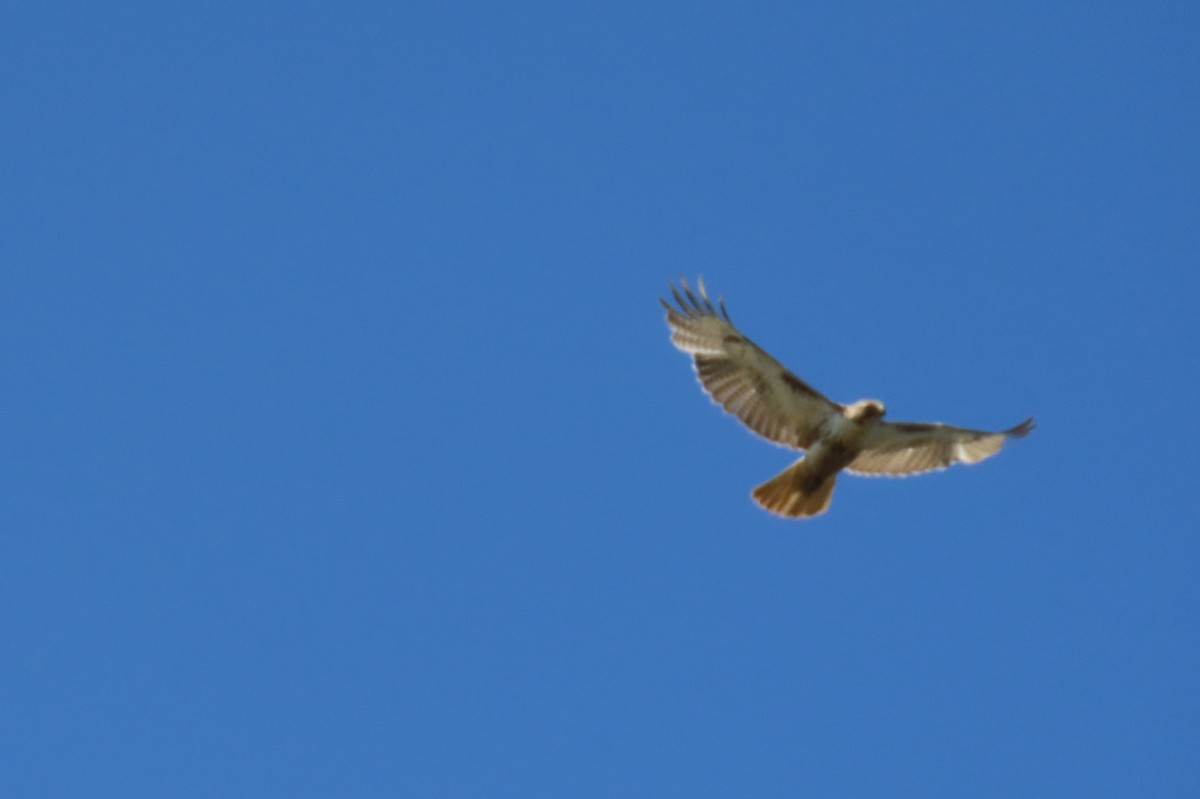 Red-tailed Hawk - ML619177376