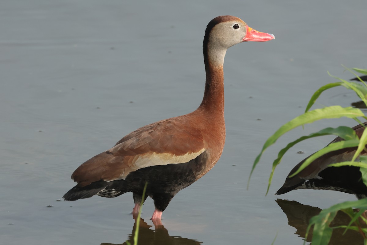 Dendrocygne à ventre noir - ML619177381