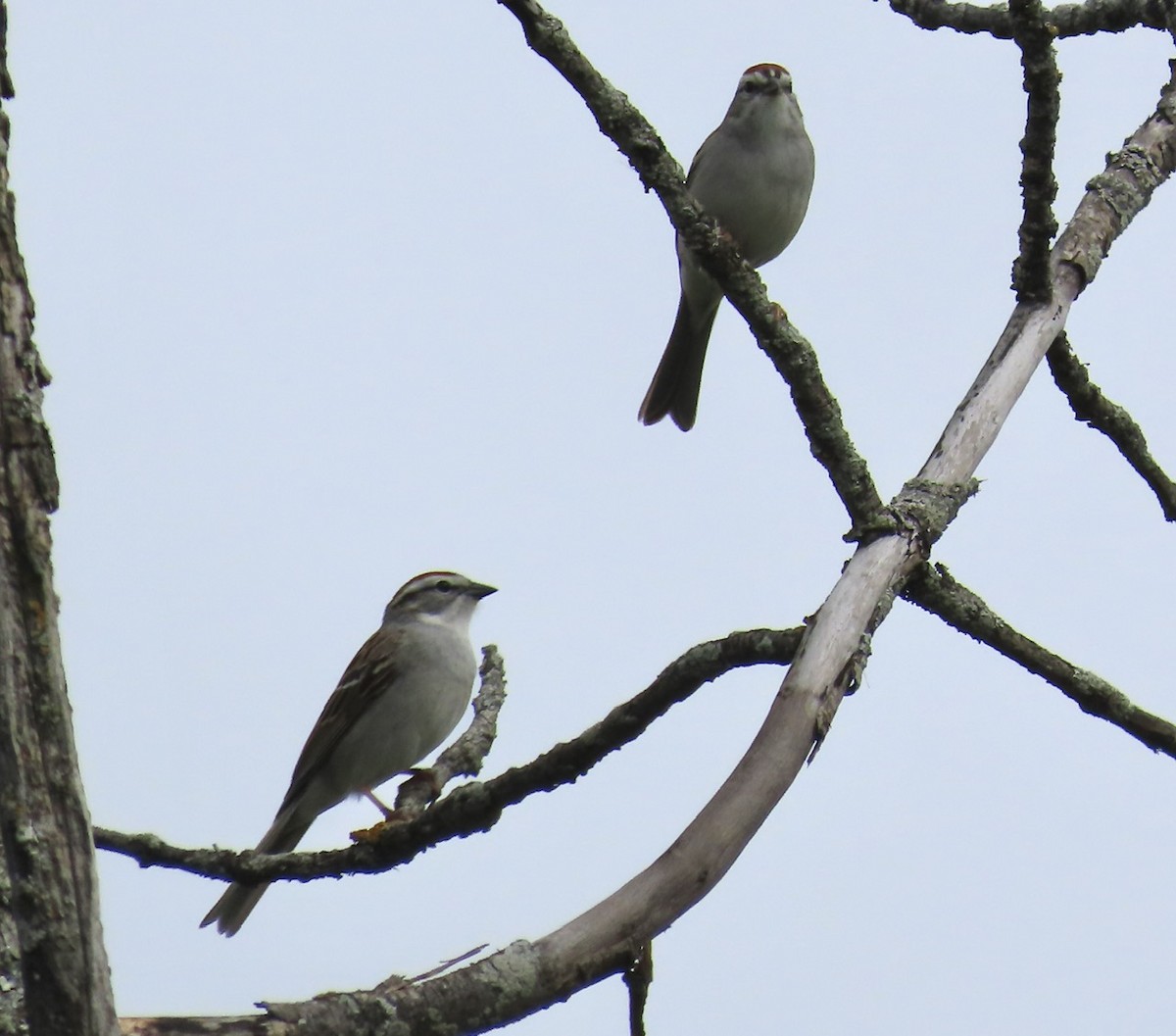 Chipping Sparrow - Emily Dunning