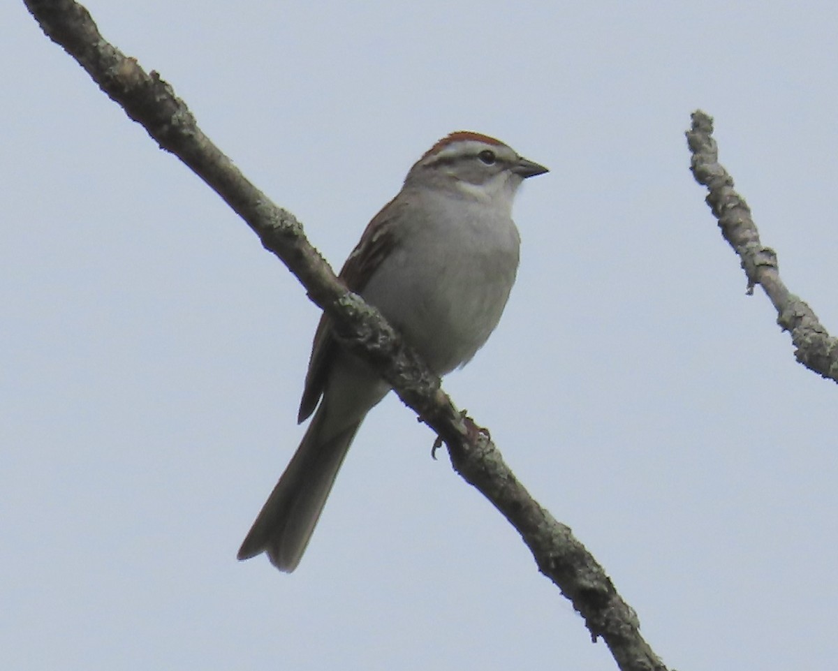 Chipping Sparrow - Emily Dunning