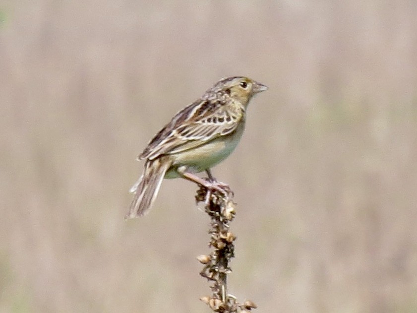 Grasshopper Sparrow - Gary Langell