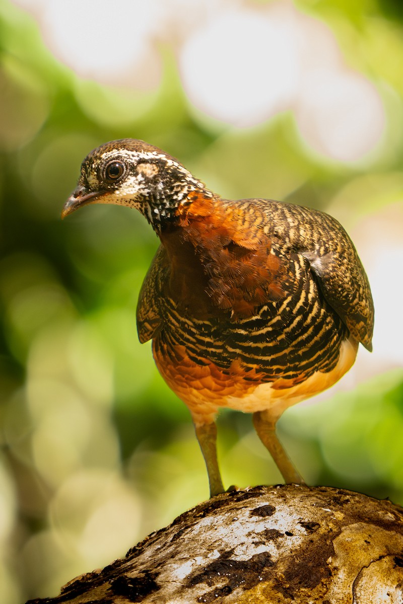 Sabah Partridge - Richard Edden