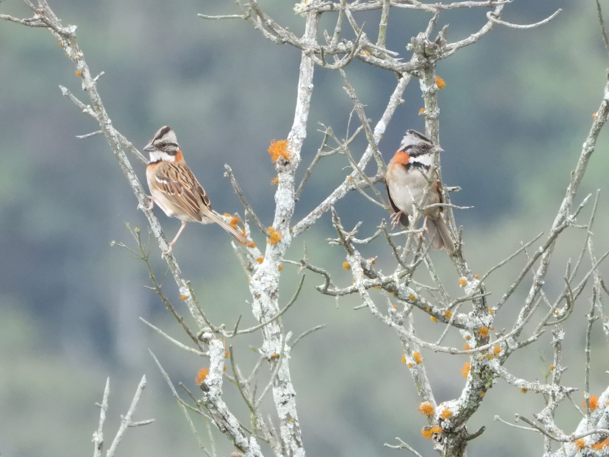 Rufous-collared Sparrow - Kimberley Pérez López