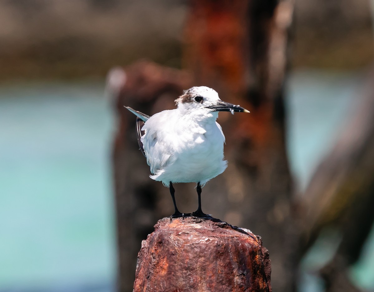 Sandwich Tern (Cabot's) - ML619177455