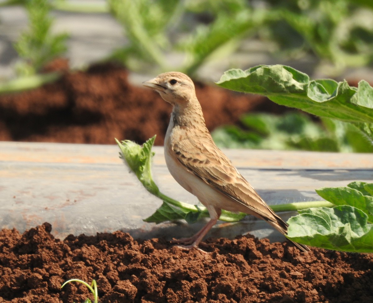 Greater Short-toed Lark - Tuvia Kahn