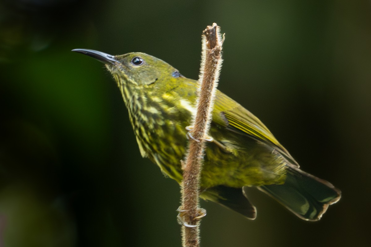 Purple-naped Spiderhunter - ML619177482