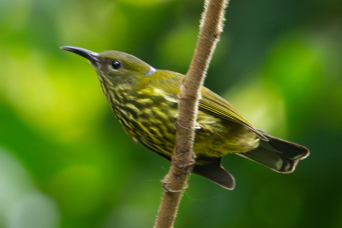 Purple-naped Spiderhunter - ML619177483