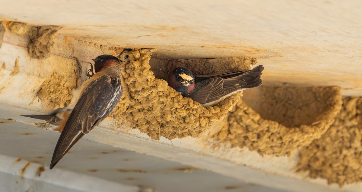 Cliff Swallow - ML619177484