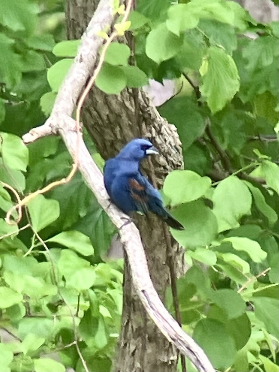 Blue Grosbeak - Diego Rodriguez