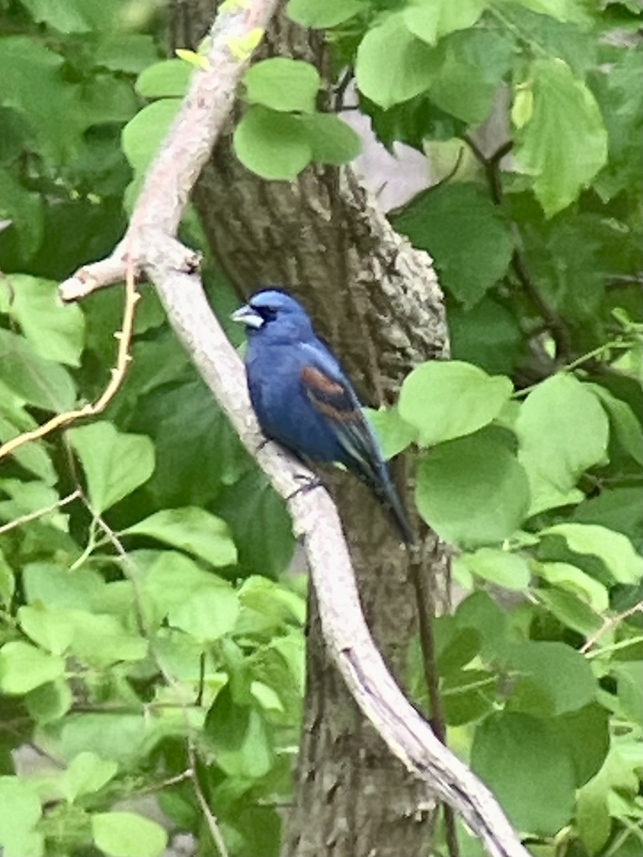 Blue Grosbeak - Diego Rodriguez