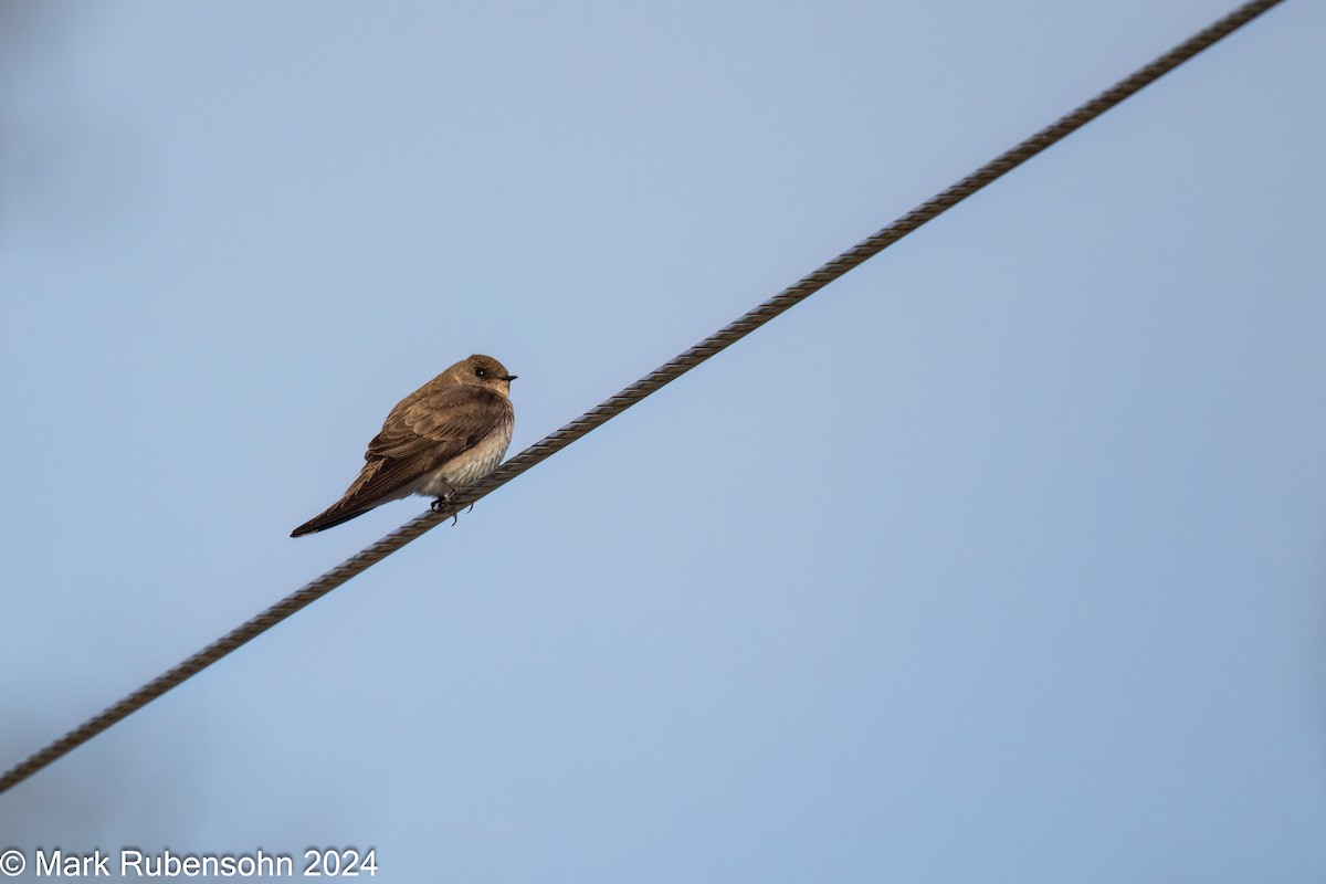 Northern Rough-winged Swallow - Mark Rubensohn