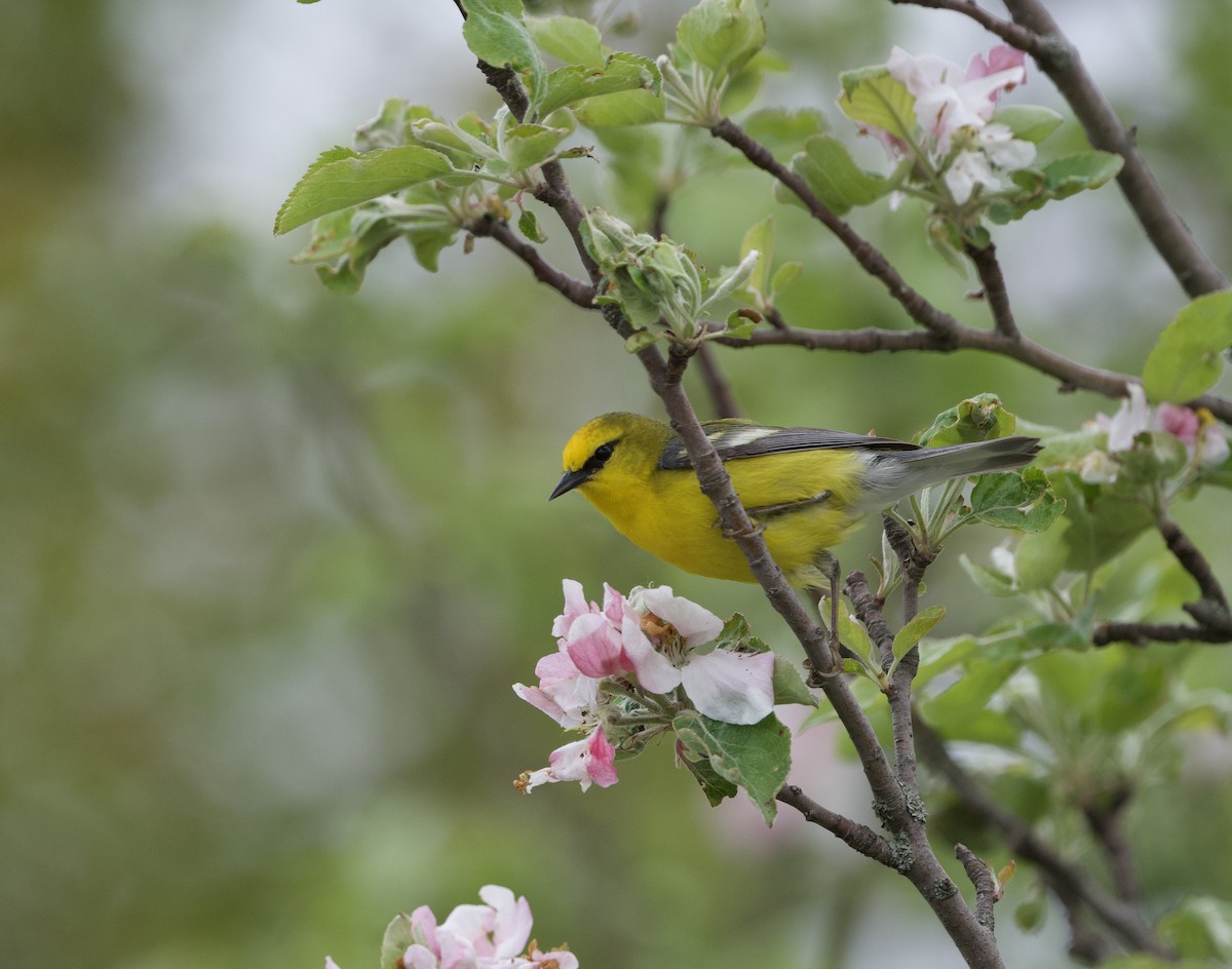 Blue-winged Warbler - David Wallace