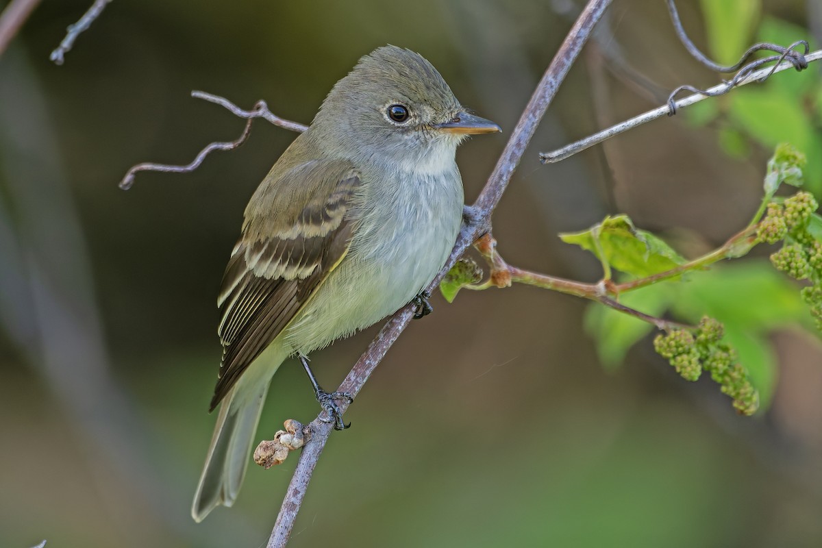 Willow Flycatcher - Andrew Simon