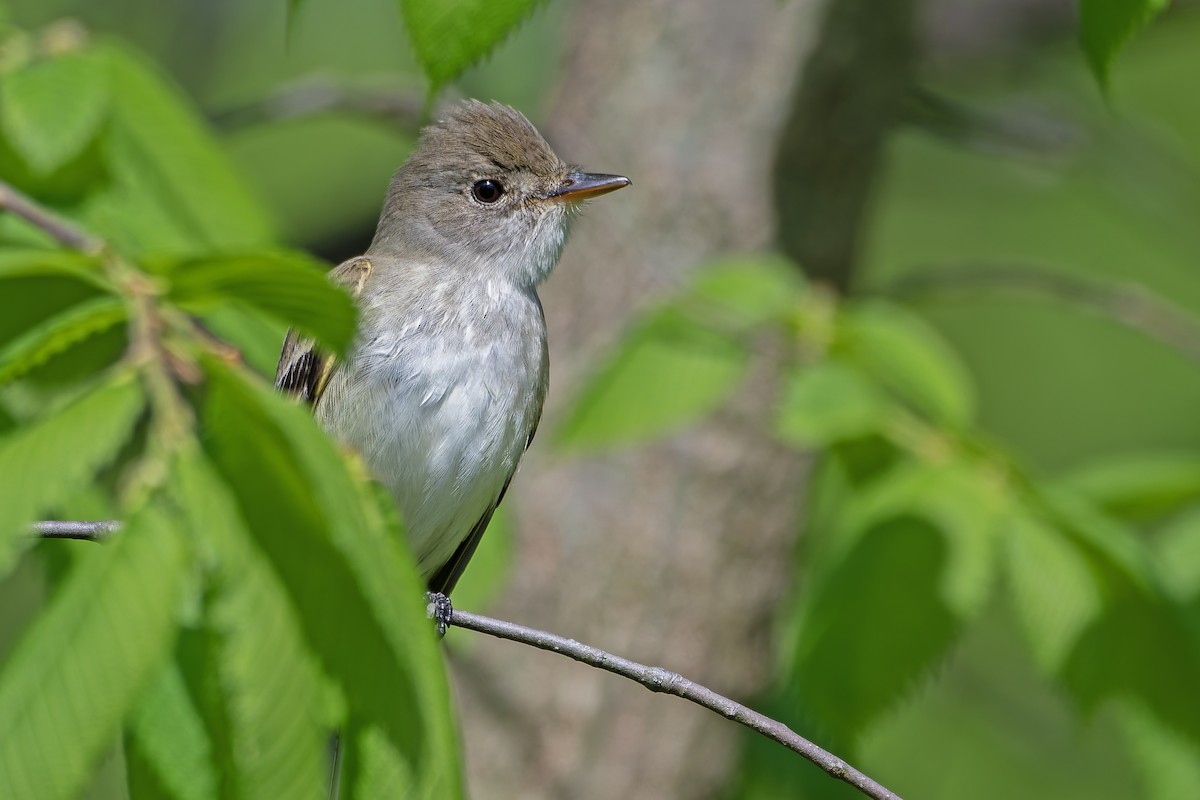 Willow Flycatcher - Andrew Simon