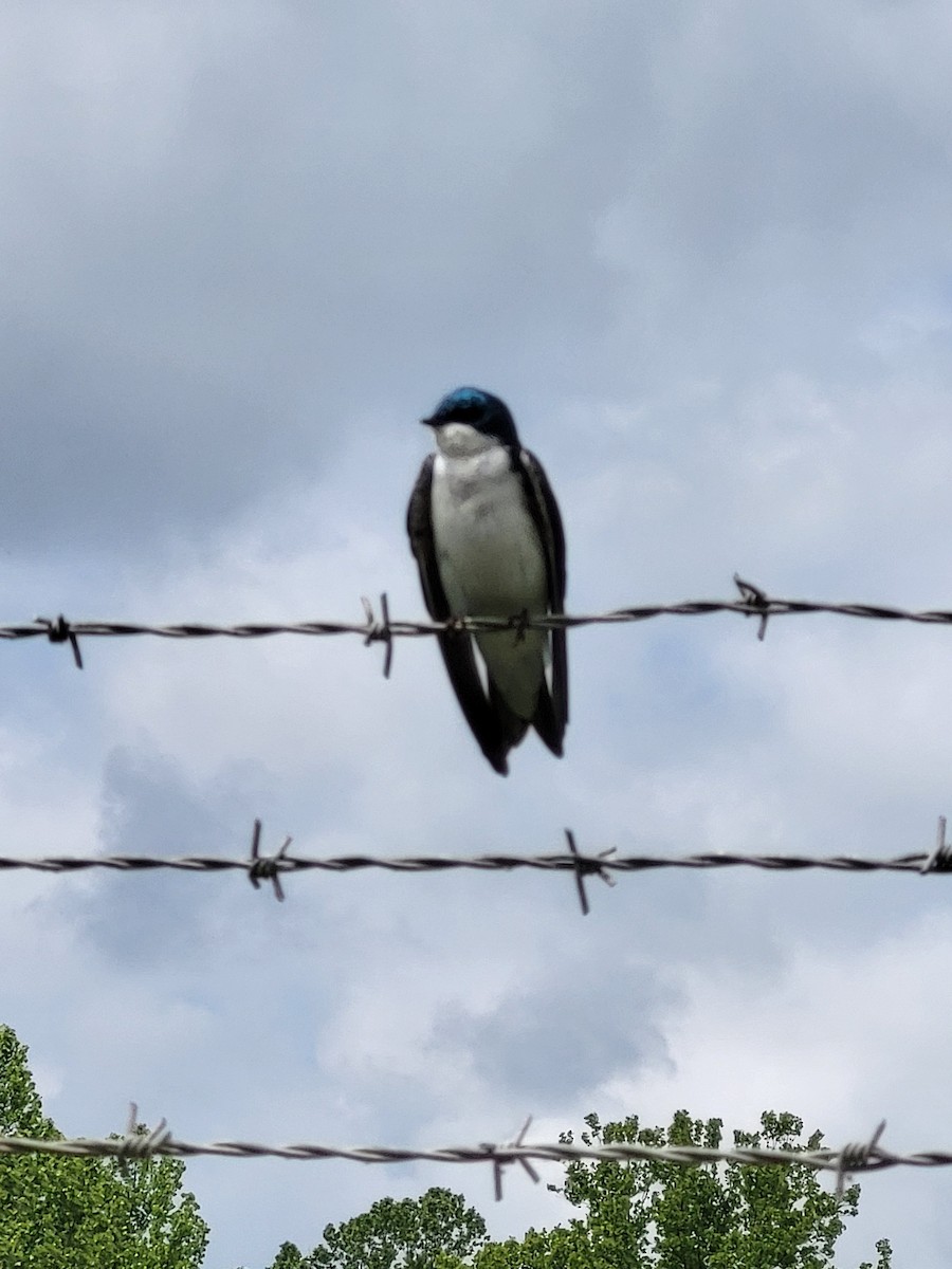 Tree Swallow - Greg Berner