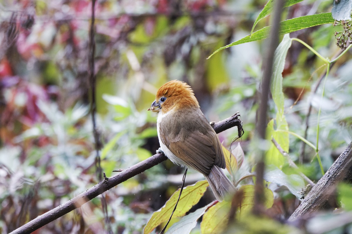 White-breasted Parrotbill - ML619177541