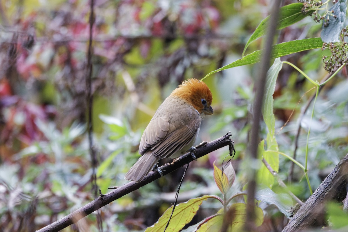 White-breasted Parrotbill - ML619177542