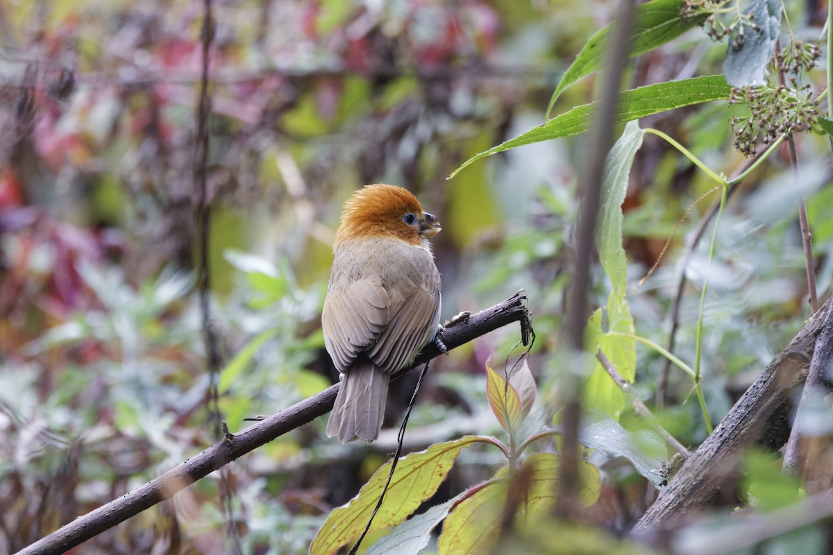 White-breasted Parrotbill - ML619177543