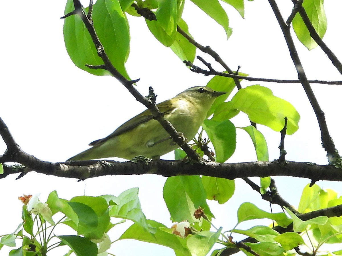 Tennessee Warbler - christine carrier