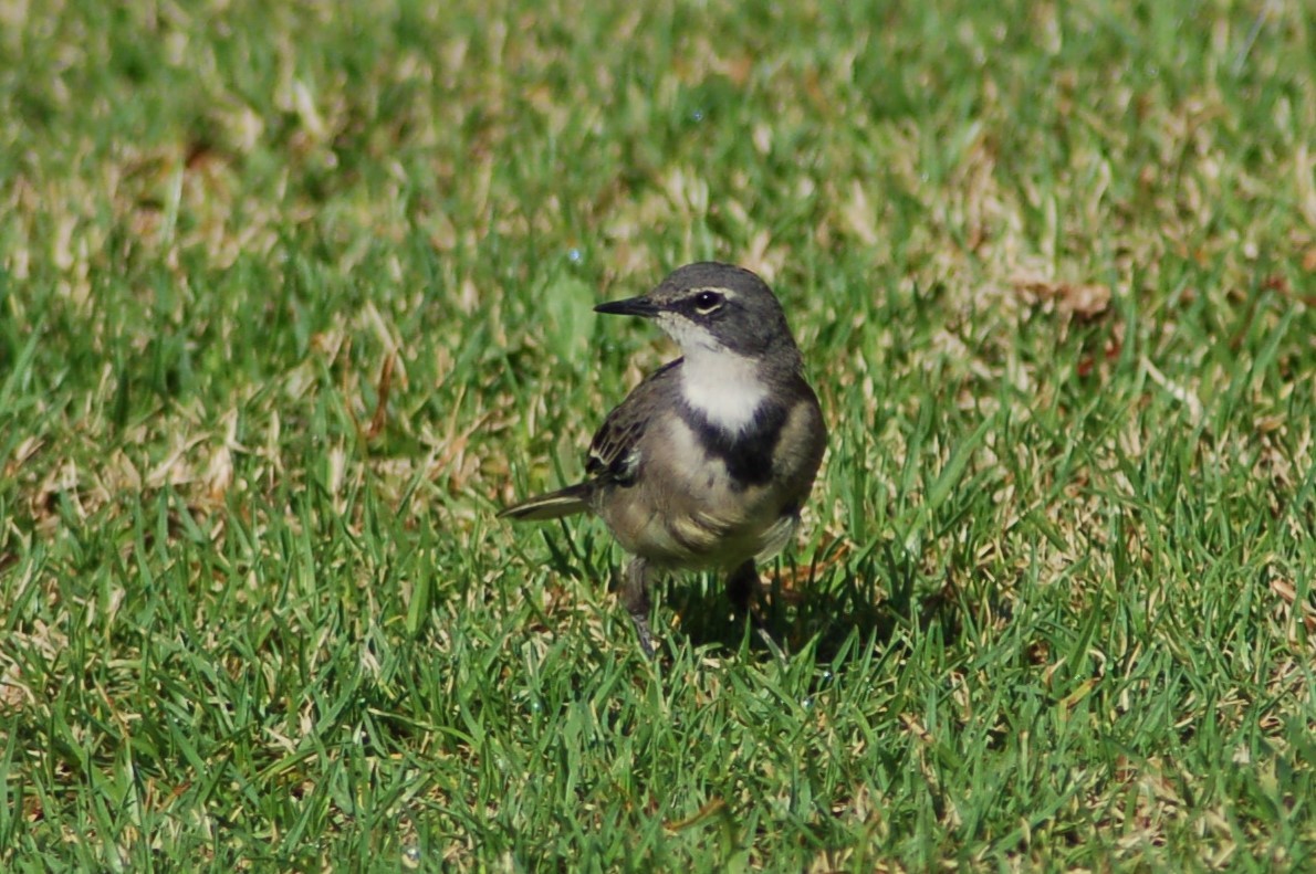 Cape Wagtail - Jonathan Bowser