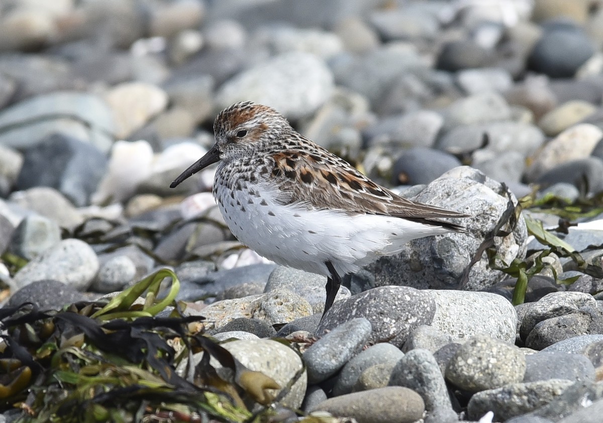 Western Sandpiper - J Castillon